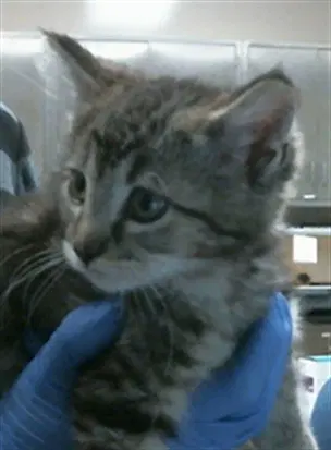 Oliver - Domestic Short Hair
