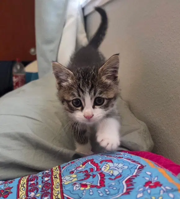 Hugo - Domestic Short Hair