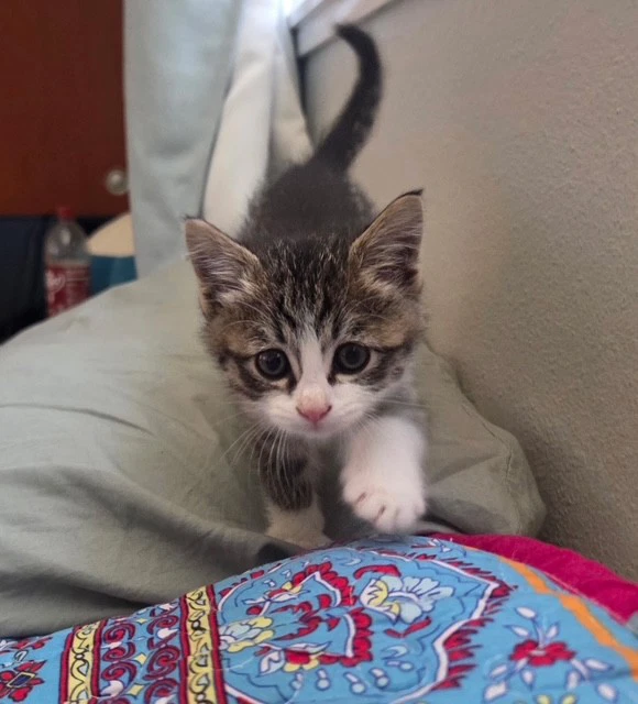 Hugo