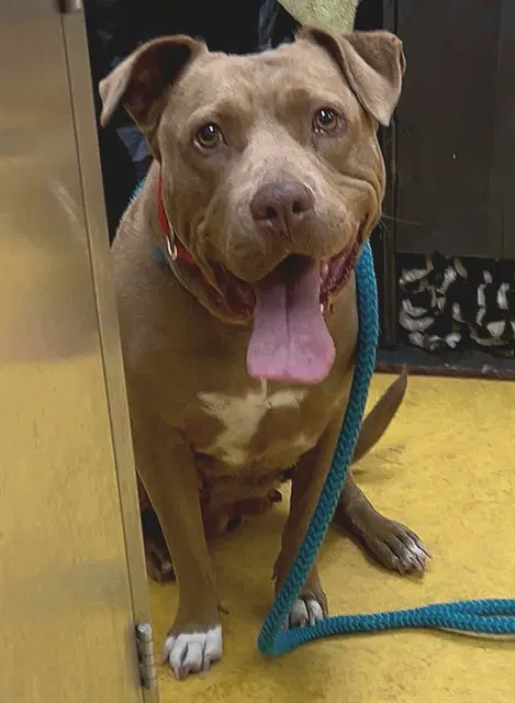 Max - Pit Bull Terrier
