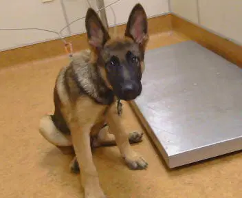 Cooper - German Shepherd Dog
