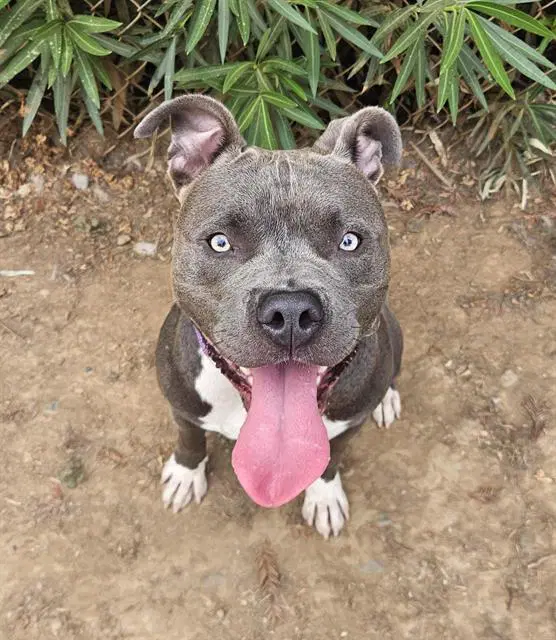 Rosco - American Staffordshire Terrier