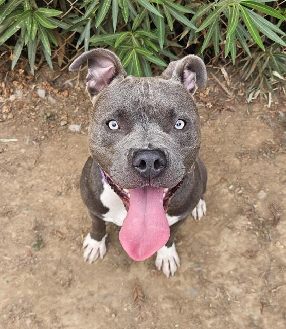 Rosco