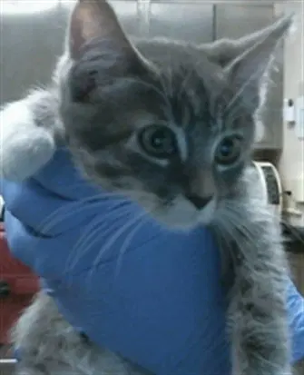 Gavin - Domestic Short Hair