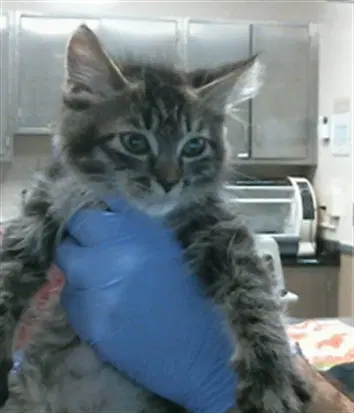 Gladis - Domestic Short Hair