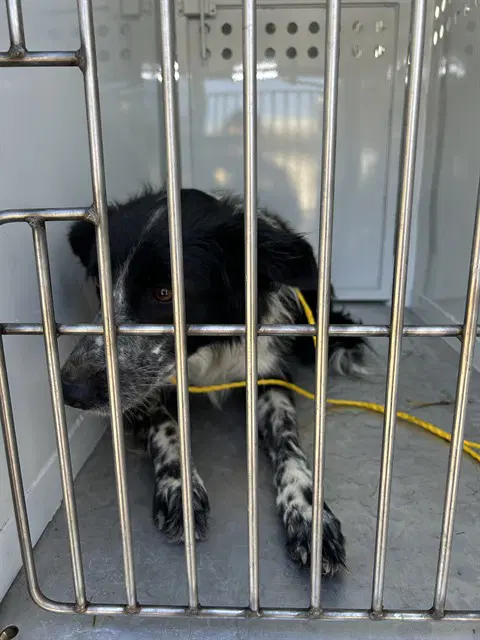 Quincy - Border Collie