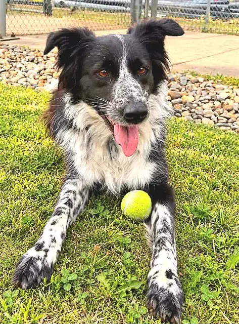 Quincy - Border Collie