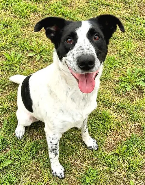 Finnegan Finn - Australian Cattle Dog/Blue Heeler