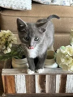 Teddy - Domestic Short Hair
