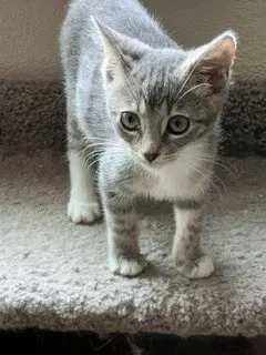 Persephone - Domestic Short Hair