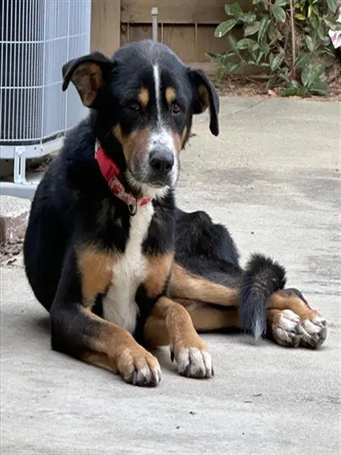 Bela Lugosi - Australian Cattle Dog/Blue Heeler