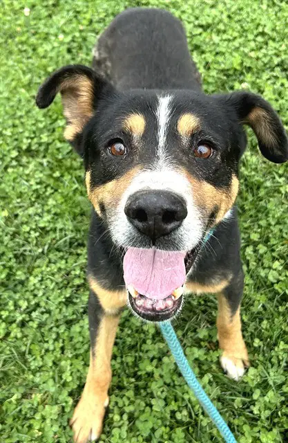 Bela Lugosi - Australian Cattle Dog/Blue Heeler