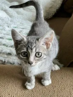 Nyx - Domestic Short Hair