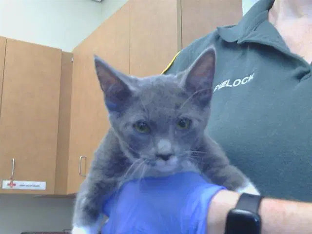 Ben - Domestic Short Hair