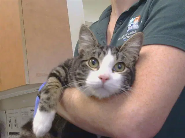 Tripp - Domestic Short Hair