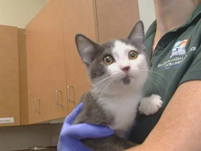 Mikey - Domestic Short Hair