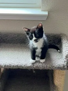 Hopper - Domestic Short Hair