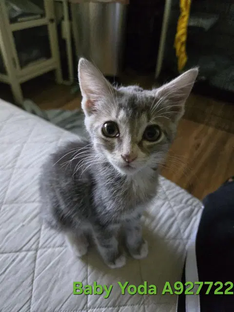 Baby Yoda - Domestic Short Hair