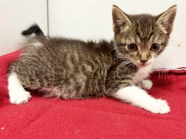 Janice - Domestic Short Hair