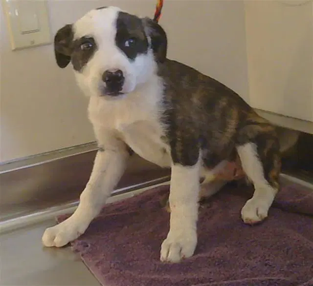 Honey - Australian Cattle Dog/Blue Heeler