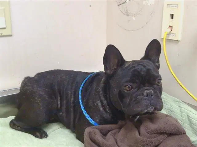 Nyx - French Bulldog