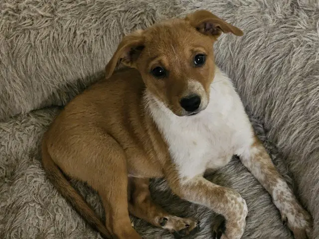 Lefty - Australian Cattle Dog/Blue Heeler
