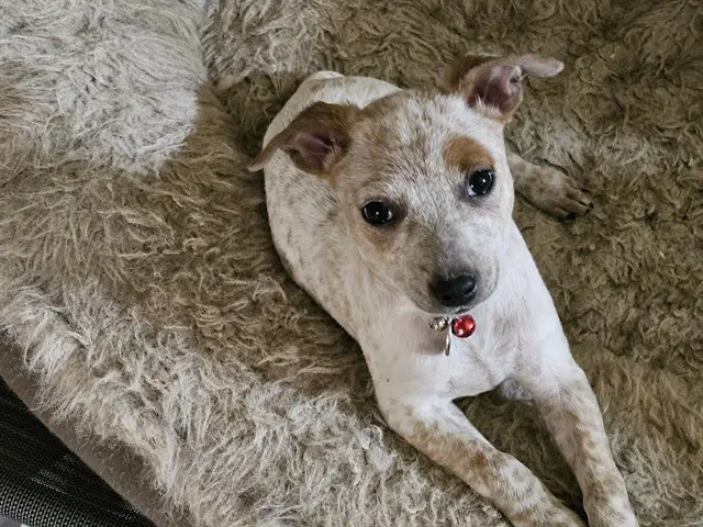 Pancho - Australian Cattle Dog/Blue Heeler