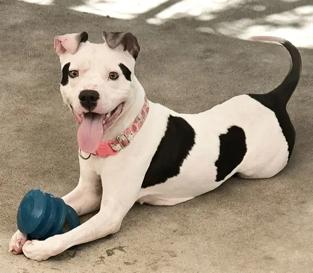 Janet Leigh - Pit Bull Terrier
