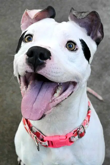 Janet Leigh - Pit Bull Terrier