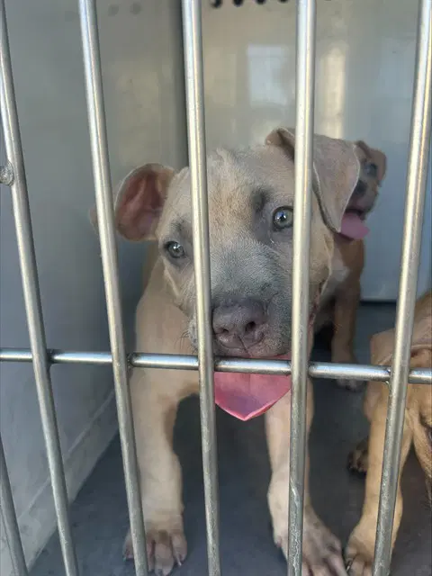 Max - Pit Bull Terrier