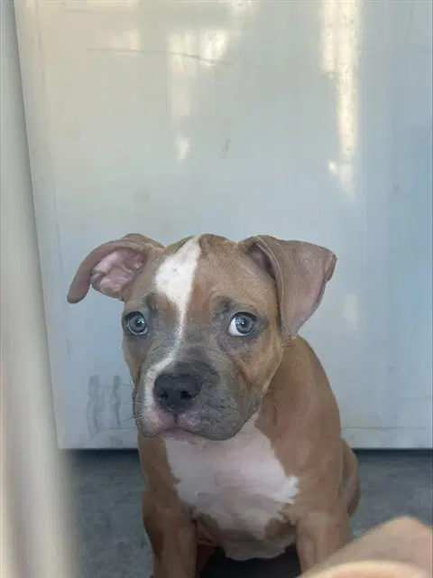 Buddy - Pit Bull Terrier