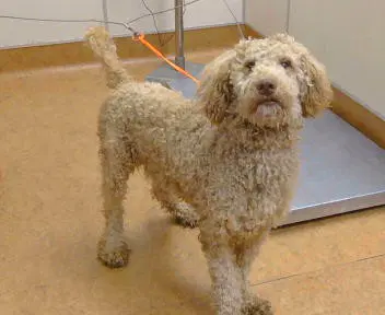 Denny - Poodle (Miniature)