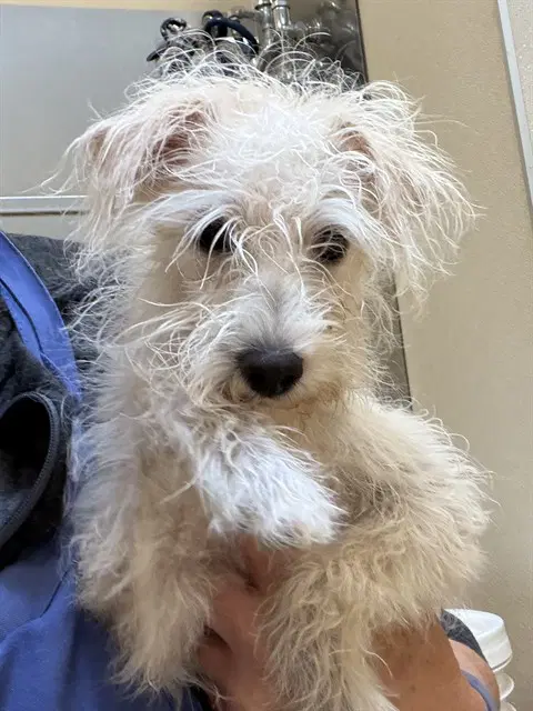 Barney - Maltese