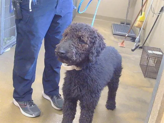 Sam - Labrador Retriever