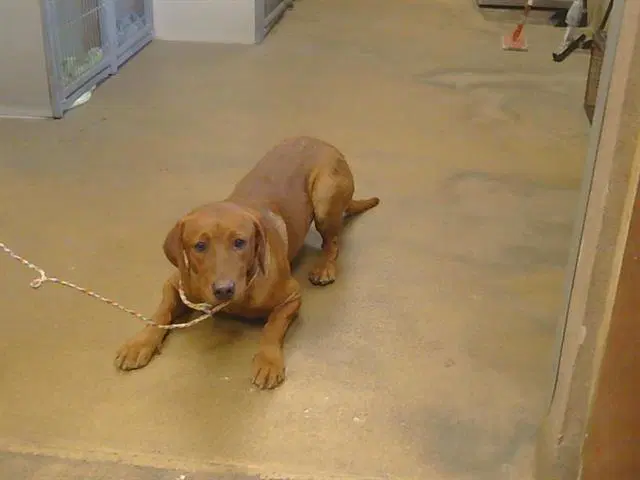 Clay - Labrador Retriever