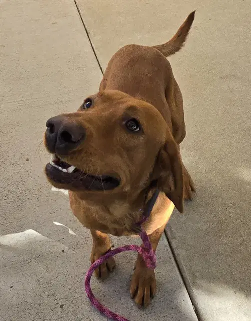 Clay - Labrador Retriever