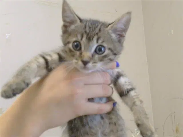 Oliver - Domestic Medium Hair