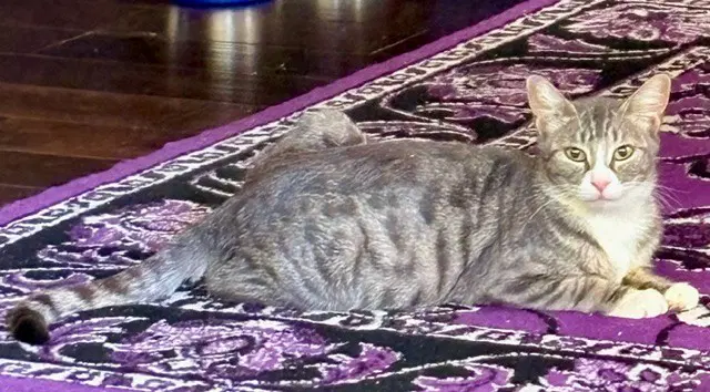 Liily - Domestic Short Hair