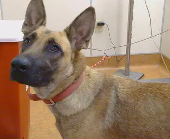 Max - German Shepherd Dog