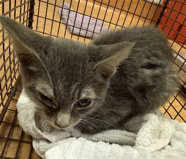 Barnaby - Domestic Short Hair