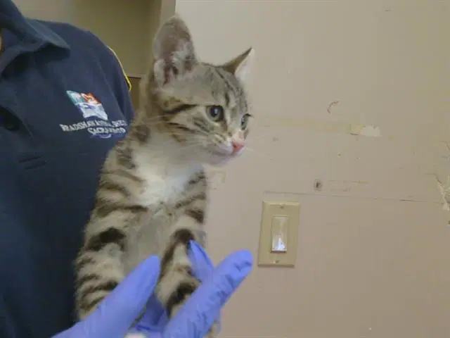 Barnaby - Domestic Short Hair
