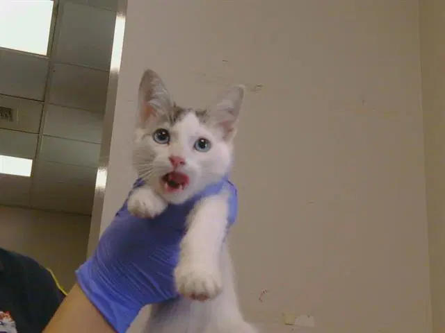 Oliver - Domestic Short Hair