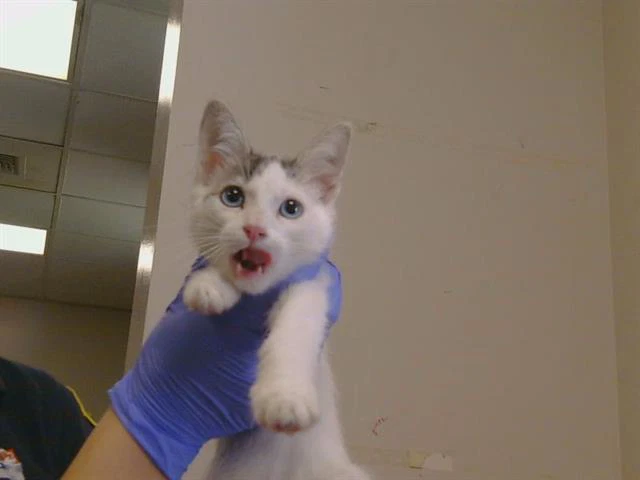 Oliver
