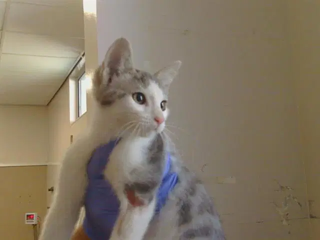 Unknown - Domestic Short Hair