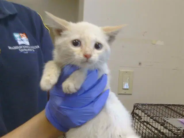 Apple Fritter - Domestic Short Hair