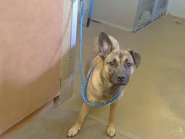 Max - German Shepherd Dog