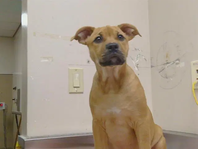 Unknown - Mastiff