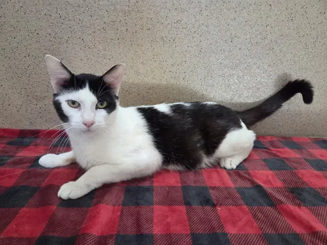Unknown - Domestic Short Hair