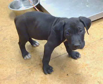 Buddy - Pit Bull Terrier