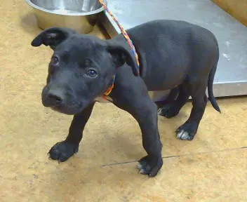 Buddy - Pit Bull Terrier